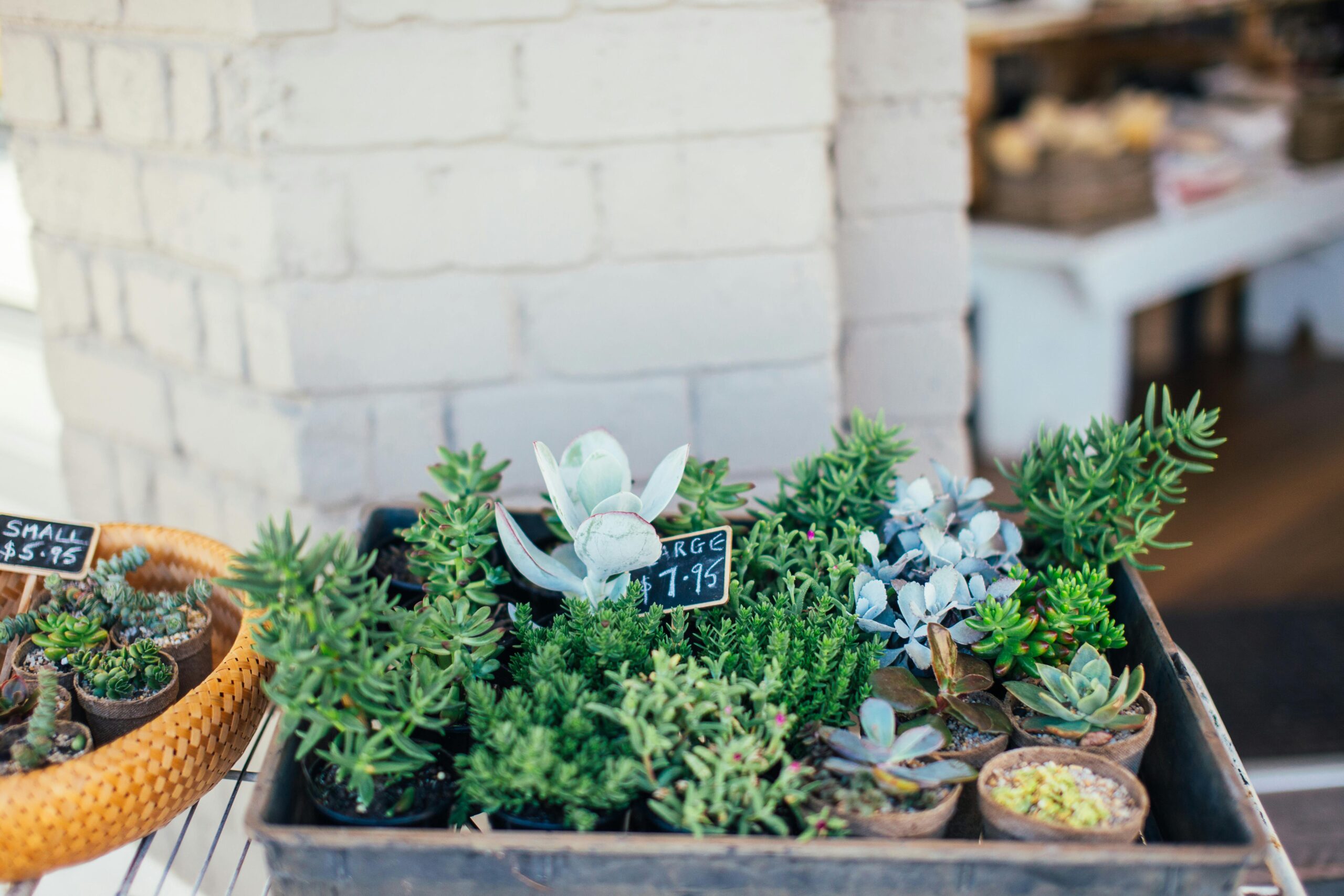 A collection of succulents displayed in planters at an outdoor market, featuring diverse plant types.